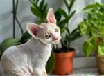 Maxwell 2 - Devon Rex Kitten For Sale - Los Angeles, CA, US