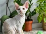 Maxwell 2 - Devon Rex Kitten For Sale - NY, US