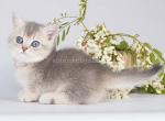 Izomen tiny scottish kilt blue golden munchkin - Munchkin Kitten For Sale - TX, US