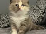 Seal Mitted Mink Tortie Ragdoll - Ragdoll Kitten For Sale - Rochester, MA, US