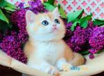 Panda ny12 kitty - British Shorthair Kitten For Sale - Fairfax, VA, US