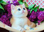 Panda ny12 kitty - British Shorthair Kitten For Sale - Maryland City, MD, US
