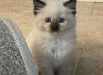 Lastbabyof6 - Ragdoll Kitten For Sale - VA, US