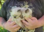 LissetMinuet - Minuet Kitten For Sale - New Hartford, CT, US