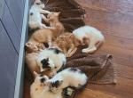 White and Ginger Kittens - American Shorthair Kitten For Adoption - West Palm Beach, FL, US