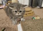 CFA Tommy - Himalayan Kitten For Sale - Dallas, TX, US