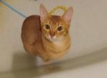 Big  RED - Abyssinian Kitten For Sale - Plymouth, WI, US