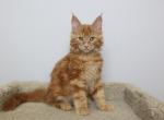 Junior - Maine Coon Kitten For Sale - NY, US