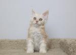 Bella - Maine Coon Kitten For Sale - NY, US