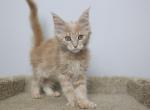 Scarlett - Maine Coon Kitten For Sale - NY, US