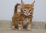 Jordan - Maine Coon Kitten For Sale - NY, US