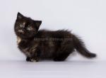 Salli munchkin standard baby girl black tortie - Munchkin Kitten For Sale - CA, US