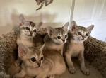 Sophia April babies - Singapura Kitten For Sale - Mocksville, NC, US