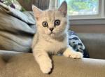 Bella - Scottish Straight Kitten For Sale - Philadelphia, PA, US