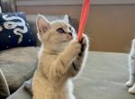 Mila - Scottish Straight Kitten For Sale - Philadelphia, PA, US