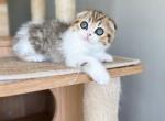 Athena - Scottish Fold Kitten For Adoption - Chicago, IL, US