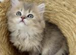 Fluffy angel - Scottish Straight Kitten For Sale - Staten Island, NY, US