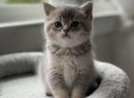 Daisy - Scottish Straight Kitten For Sale - 