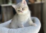 Bunny - Scottish Straight Kitten For Sale - Levittown, PA, US