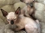 Twins - Sphynx Kitten For Sale - Miami, FL, US