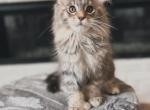 Emma - Maine Coon Kitten For Sale - 