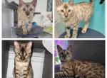 Creed - Bengal Cat For Sale - Oklahoma City, OK, US