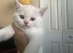 Snowball Reserved - Scottish Straight Kitten For Sale - Cape Coral, FL, US