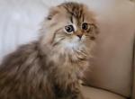 Brownie - Scottish Fold Kitten For Sale - Citrus Heights, CA, US