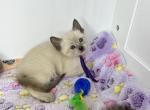 Seal Point Female - Siamese Kitten For Sale - Wellsville, OH, US
