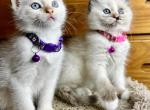 Mylo X Saige - Siamese Kitten For Sale - 