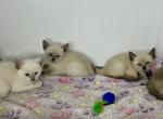 Abu C Zira - Oriental Kitten For Sale - 