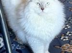 Winter X Azlan TICA - Ragdoll Kitten For Sale - Wellsville, OH, US