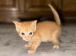 2 male baby kittens - American Shorthair Kitten For Sale - Staten Island, NY, US