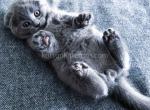 Abe chunky baby boy blue solid teddy bear - Scottish Fold Kitten For Sale - Houston, TX, US