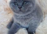Loc in Conroe blue solid scottish fold - Scottish Fold Kitten For Sale - Houston, TX, US