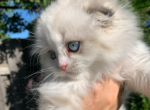 Ibis - Scottish Fold Kitten For Sale - Omaha, NE, US