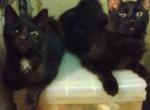 Black BEAUTY - American Shorthair Kitten For Sale - Sacramento, CA, US