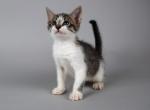 Kitty1 - Domestic Kitten For Sale - New York, NY, US