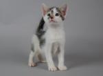 Kitty2 - Domestic Kitten For Sale - New York, NY, US