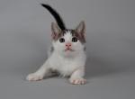 Kitty3 - Domestic Kitten For Sale - New York, NY, US