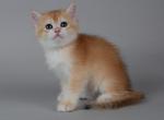 British H4 - British Shorthair Kitten For Sale - New York, NY, US