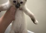 Macy kittens - Siamese Kitten For Sale - Fall River, MA, US