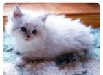 Ashton - Siberian Kitten For Sale - New Auburn, WI, US