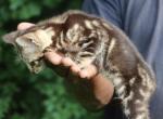 Minny - Savannah Kitten For Sale - 