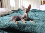 Silky - Cornish Rex Kitten For Sale - 