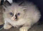 Ragdoll kittens ready now nine weeks - Ragdoll Kitten For Sale - 