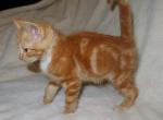 Copper - Domestic Kitten For Sale - New Holland, PA, US