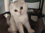 L1J6 - Scottish Fold Kitten For Sale - Roseville, CA, US