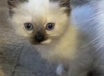 Male Ragdoll Kitten - Ragdoll Kitten For Sale - Jackson Township, NJ, US