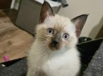 Female Siamese kittens READY NOw - Siamese Kitten For Sale - 